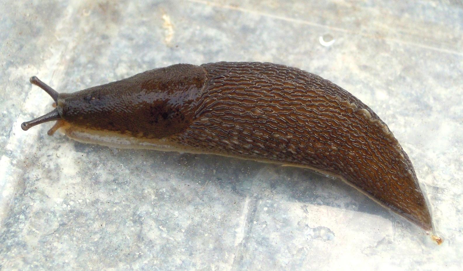 Limax sp. da Rorà (TO)